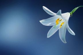 不倫占い│この不倫関係の最終ゴールは？いつかあの人の１番になれる日がくる？