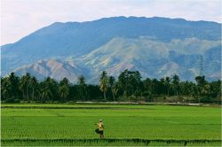 夢占い・夢診断│田んぼの夢は何を暗示している？