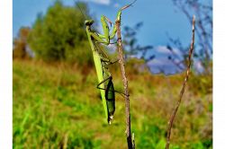 夢占い・夢診断│カマキリの夢は何を暗示している？