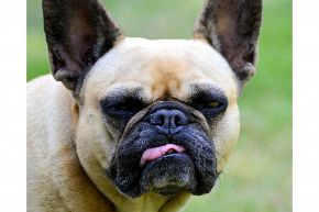 夢占い・夢診断│ペットの夢は何を意味している？