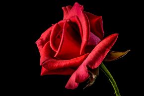 不倫占い│《不倫純愛占》家庭あるあの人とあなたが禁断の恋に落ちた本当の理由