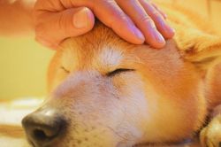 夢占い・夢診断│看病の夢は何を暗示している？