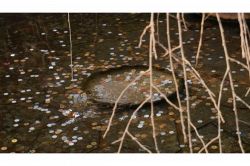 夢占い・夢診断│賽銭の夢は何を暗示している？