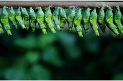 夢占い・夢診断│幼虫の夢は何を暗示している？