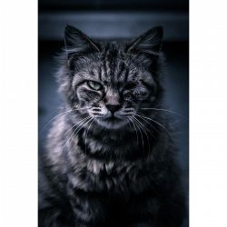 夢占い・夢診断│ヤクザの夢は何を暗示している？