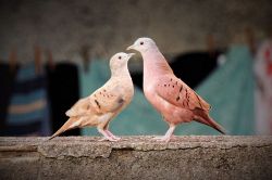 相性占い(相性診断)│好きな人と親密になるための【重要情報】２人の恋相性と大切にしたい共通点