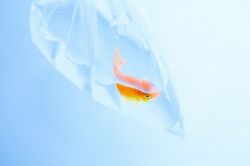 夢占い・夢診断│金魚すくいの夢は何を暗示している？