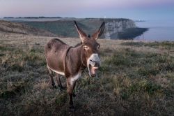 夢占い・夢診断│ロバの夢は何を暗示している？