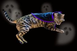 夢占い・夢診断│吸血鬼の夢は何を暗示している？