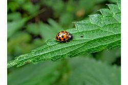 夢占い・夢診断│てんとう虫の夢は何を暗示している？