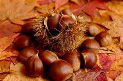 夢占い・夢診断│秋の夢は何を意味している？