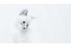 片思い占い│難しい恋◆叶うなんて可能性ゼロ。もしも、ここで諦めたらどうなる？