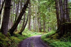 夢占い・夢診断│林の夢は何を暗示している？