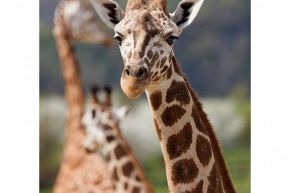 占いコラム│《風性質のあなた》のための人生開運指南～覚えておくべき3つのこと～