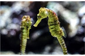 夢占い・夢診断│タツノオトシゴの夢は何を暗示している？