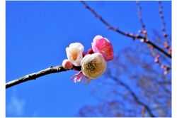 夢占い・夢診断│梅の夢は何を暗示している？