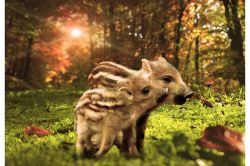 夢占い・夢診断│いのししの夢は何を暗示している？