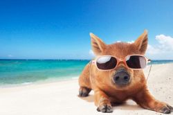 相性占い(相性診断)│ペットLOVE応援★ペットとあなたの相性＆ペットの本心＝本格相性診断＝