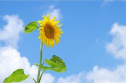 夢占い・夢診断│暑い夢は何を暗示している？