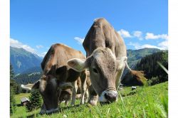 夢占い・夢診断│牛の夢は何を暗示している？