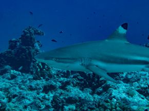 夢占い・夢診断│サメの夢は何を暗示している？