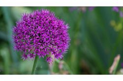 夢占い・夢診断│紫の夢は何を暗示している？