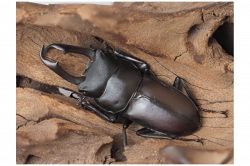 夢占い・夢診断│クワガタの夢は何を暗示している？