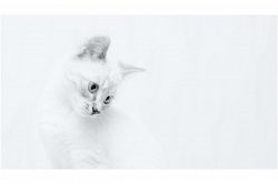 タロット占い│恋愛関係でトラブル続出？…予測して解決にお導き～タロット占い