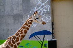 夢占い・夢診断│動物園の夢は何を暗示している？