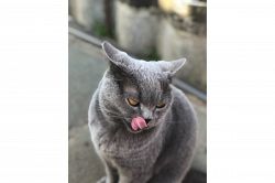 夢占い・夢診断│舌の夢は何を暗示している？