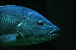 夢占い・夢診断│ウロコの夢は何を暗示している？