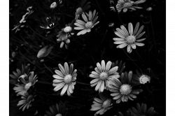 タロット占い│３つの恋⇒危険な恋・秘密の恋・バレるとまずい恋◆この先どうなる…占います！