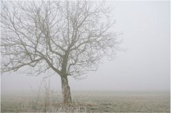 夢占い・夢診断│モヤ(靄)の夢は何を暗示している？