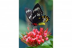 夢占い・夢診断│蝶の夢は何を暗示している？