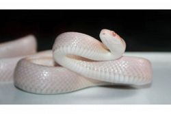 夢占い・夢診断│白蛇の夢は何を意味している？