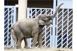 夢占い・夢診断│鼻が伸びる夢は何を暗示している？