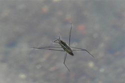 夢占い・夢診断│アメンボの夢は何を暗示している？ | シンボルの意味