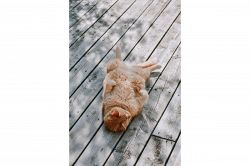 夢占い・夢診断│眠る夢は何を暗示している？