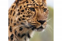 夢占い・夢診断│襲われる夢は何を意味している？