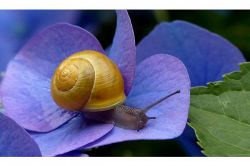 夢占い・夢診断│かたつむりの夢は何を暗示している？