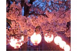 夢占い・夢診断│花見の夢は何を暗示している？