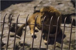 夢占い・夢診断│鉄格子の夢は何を暗示している？