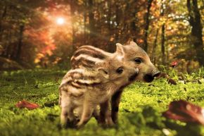 占いコラム│極秘情報大公開！運命の人～特徴・出会う日・未来～【火】属性のあなた