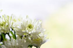 夢占い・夢診断│告別式の夢は何を暗示している？