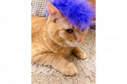 夢占い・夢診断│ヤンキーの夢は何を暗示している？