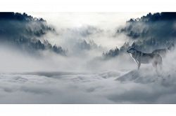 夢占い・夢診断│狼の夢は何を暗示している？