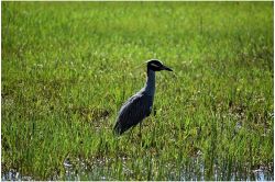 夢占い・夢診断│湿地の夢は何を暗示している？