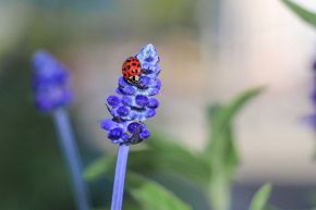 人生占い│悪い運気退散！あなたの運気が上がるのはいつ？～今しておくべきこと～