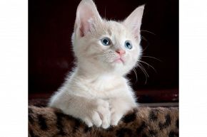 占いコラム│【牡羊座必見!!】勘違いしたくないあの人の気持ち「今、あなたに惹かれているのか否か」