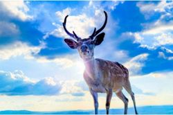 誕生日占い│【新年◆開運ヒント】自己分析で運を切り開く！誕生日でわかる“本当のあなた”